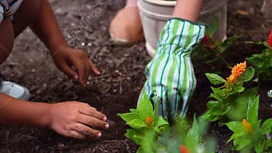 Siblings gardening and planting flowers in garden