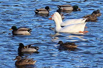 Geese Swimming with Ducks
