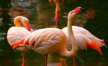 Pink flamingo birds