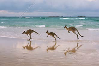 Kangaroo family on the beach