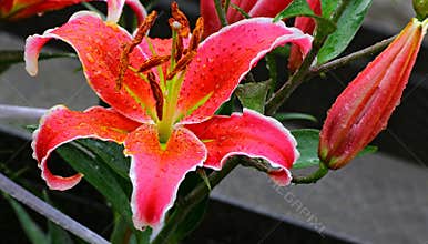 Exotic oriental lily and bud