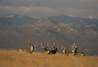 Trophy Mule Deer Bucks