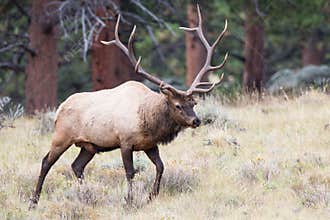 Big bull elk on prowl