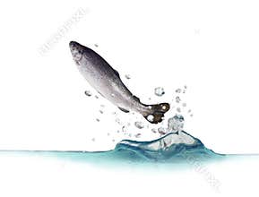 Jumping out from water trout