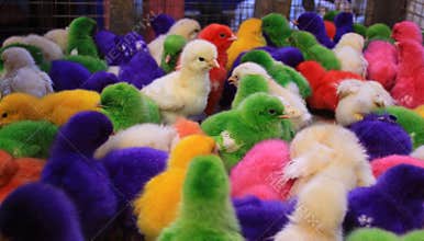 Colored baby chicken in Padang market