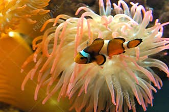 Clown fish