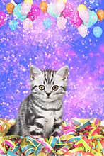 British shorthair cat with streamers