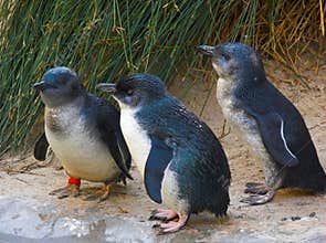 Fairy penguins
