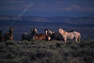 Wild Horses