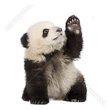 Giant Panda (6 months) - Ailuropoda melanoleuca