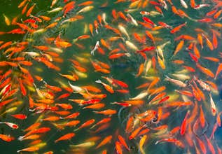 Koi fish in a pond