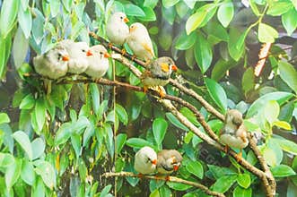 Zebra Finch birds