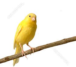 canary