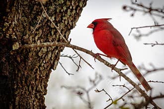 Male Cardinal Bird on a Limb
