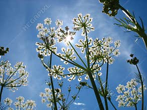 Sun and flowers