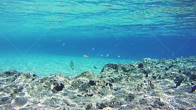 Colorful Tropical Fish on Coral Reefs Underwater in the Red Sea