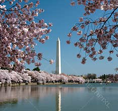 Washington Monument reflected in tidal basin