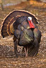 Wild Tom Turkey