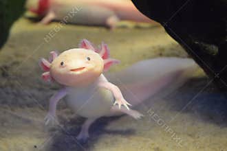Pink axolotl also known as walking fish