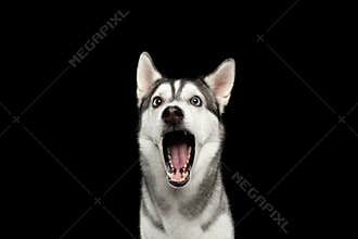 Siberian Husky Dog on Black Background