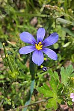 Western Blue Eyed Grass