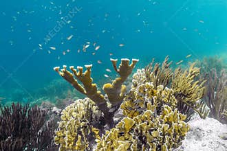 Elkhorn coral Acropora palmata