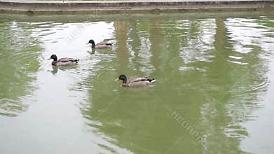 Ducks in park