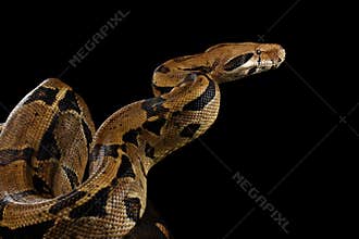 Boa constrictor imperator color, on isolated black background