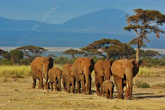 Herd of elephants