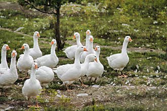 The flock