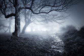 Path in dark and scary forest