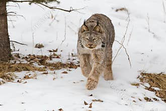 Lynx walking along forest in winter