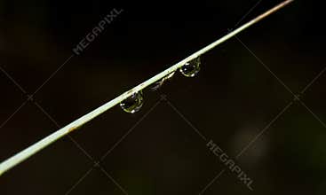 Spiser beetween the dew drops