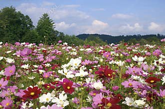 North Carolina Cosmos Flowers in September