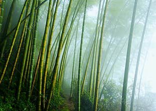 Bamboo