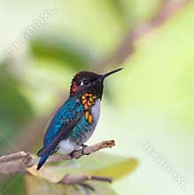 Bee Hummingbird