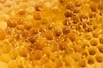 Honey in the comb