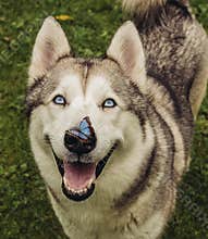Alaskan Malamute with butterfly
