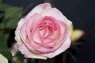 Beautiful rose