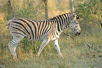 Zebra in the wild
