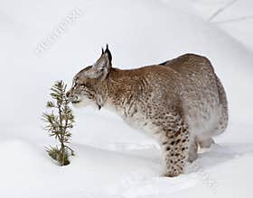 Canadian Lynx Smelling Young Pine Tree