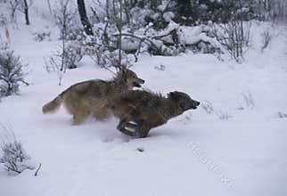 Gray Wolves Running