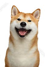 Red Shiba inu Dog on Isolated White Background