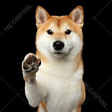 Portrait of Shiba inu Dog Isolated Black Background