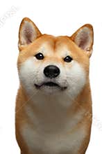 Red Shiba inu Dog on Isolated White Background