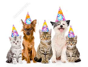 Large group cats and dogs in birthday hats. isolated on white