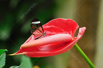 Transparent butterfly on a red flower