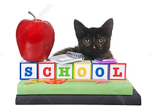 Back to school kitten