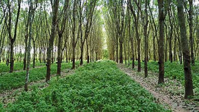 4k movement forward camera inside agriculture rubber tree