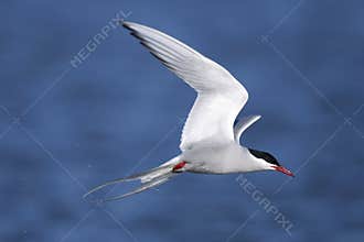 Arctic tern, sterna paradisaea